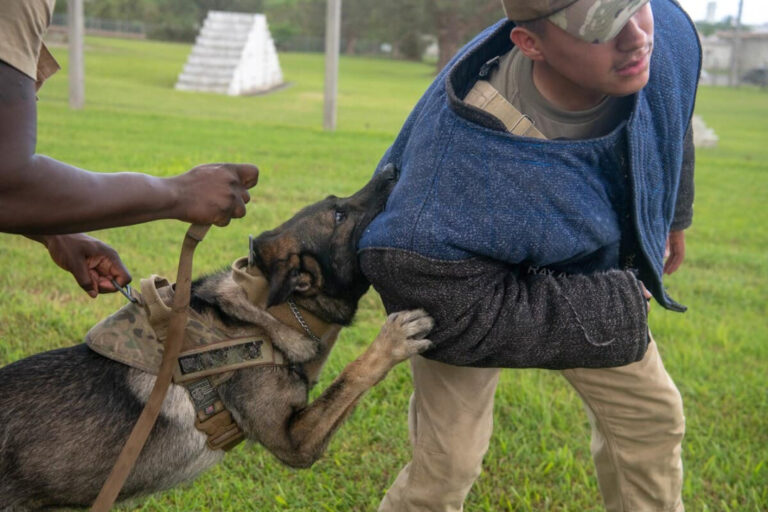 A Few Details About Find Dog Lawyer Near Me