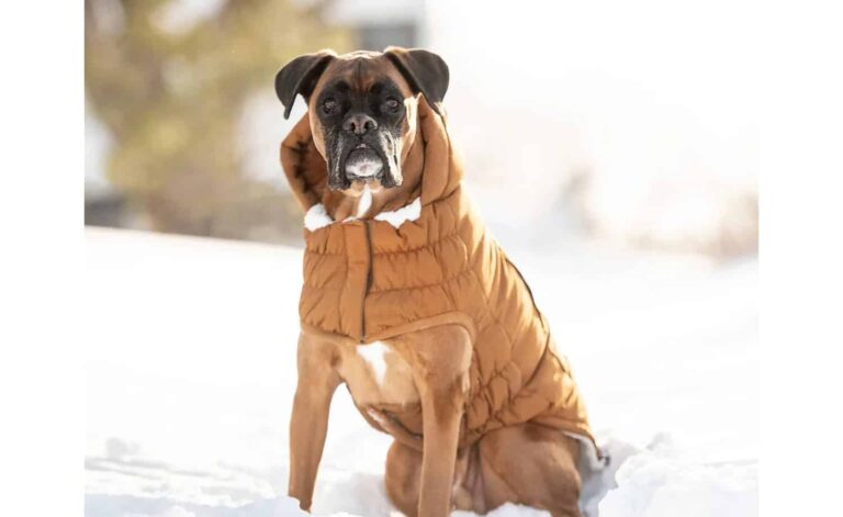 Find Out What An Expert Has To Say On The Dog Coats With Legs