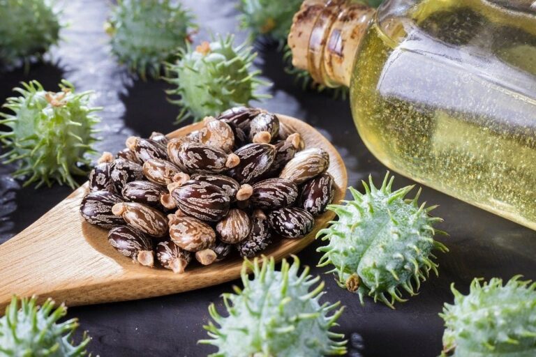 Detailed Study On The Organic Castor Oil