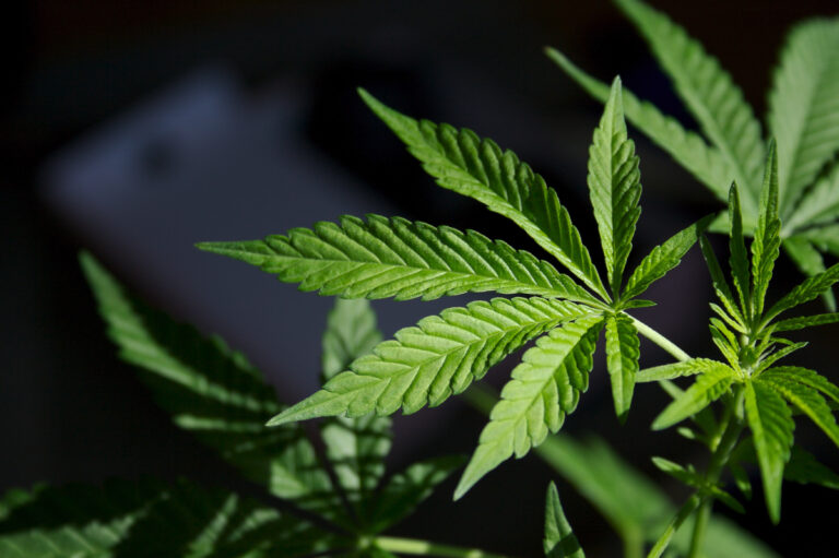 marijuana