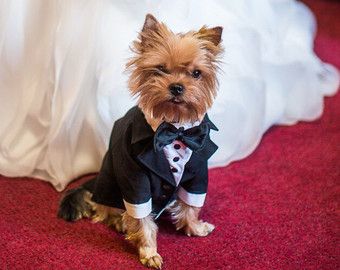 Complete Study On The Dog Formal Attire