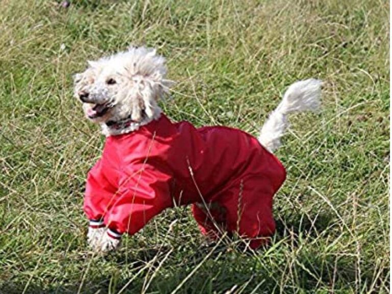 Waterproof Dog Trouser Suit And Their Myths