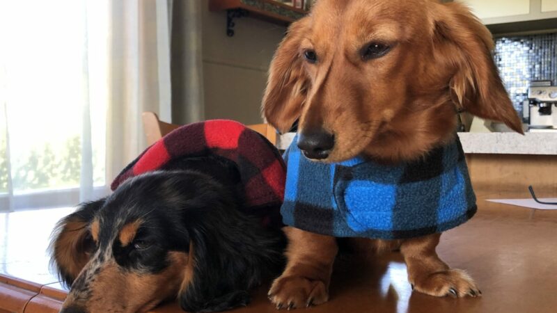 Closer Look On Dachshund Coats For Winter