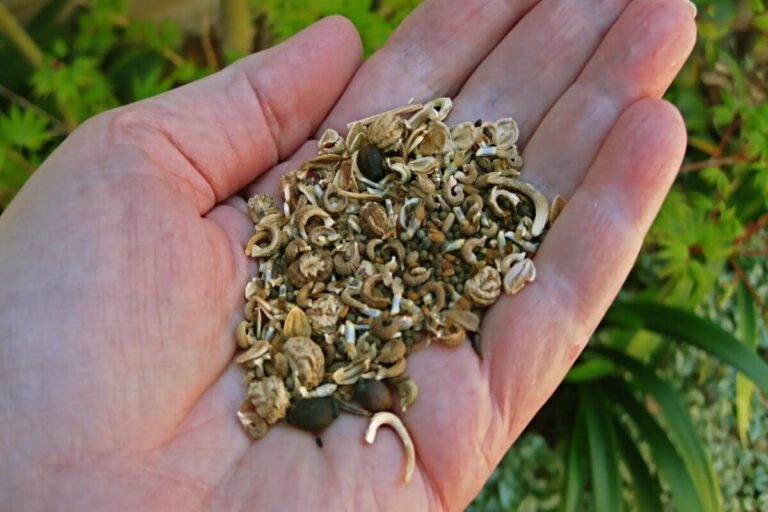 6Best Emorsgate Seed (1)
