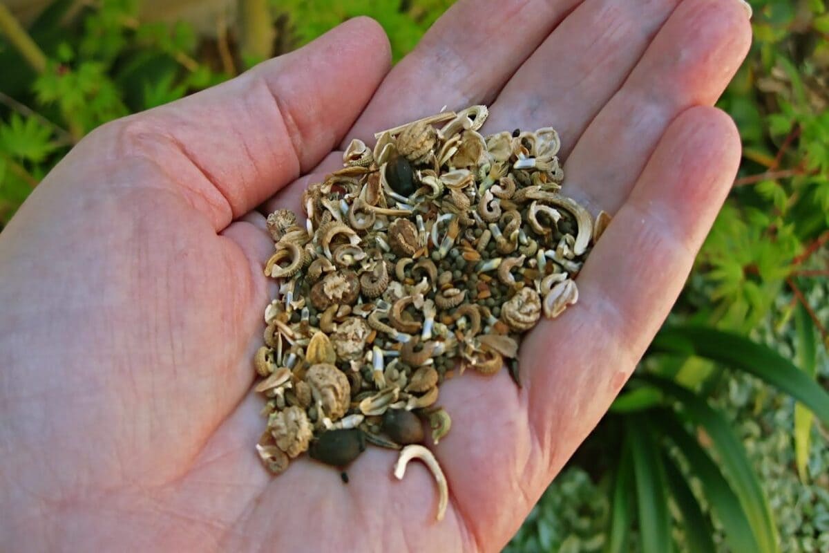 6Best Emorsgate Seed (1)