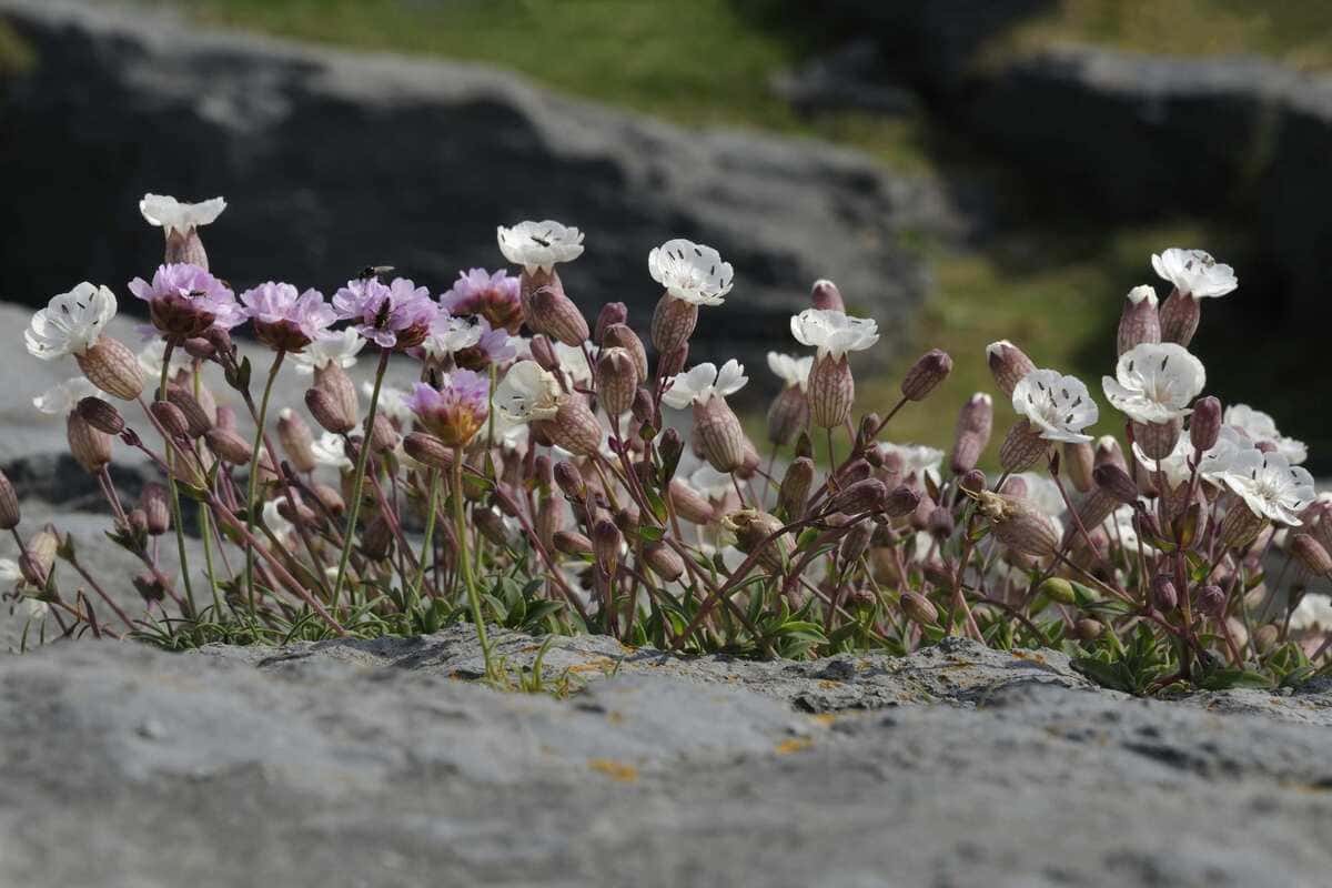 6 Wild Flower Only Mixtures (1) (1)