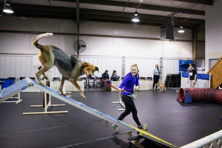 Dog Trainer