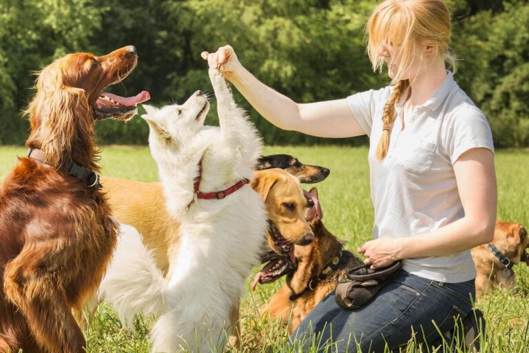 Puppy Trainer (1) (1)