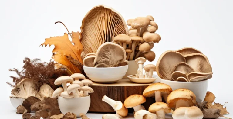 The Importance Of Functional Mushroom Capsules