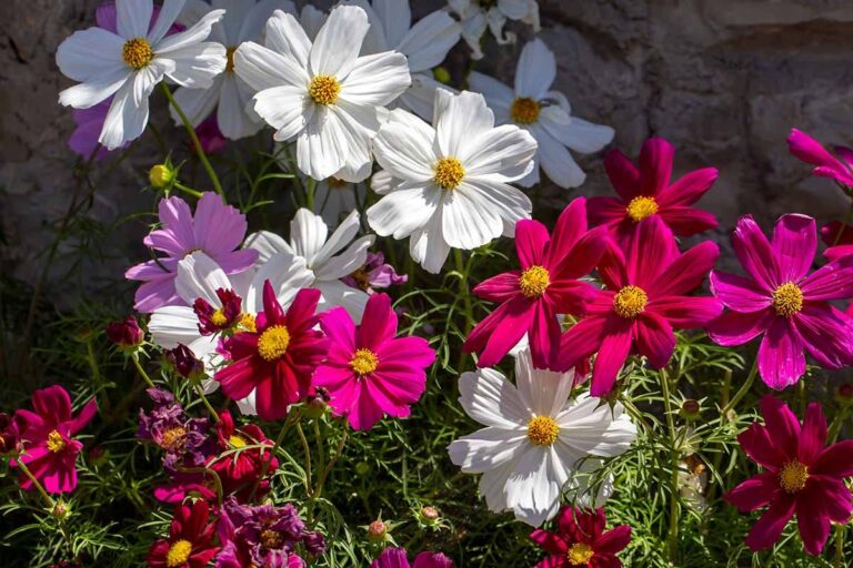 Wildflower