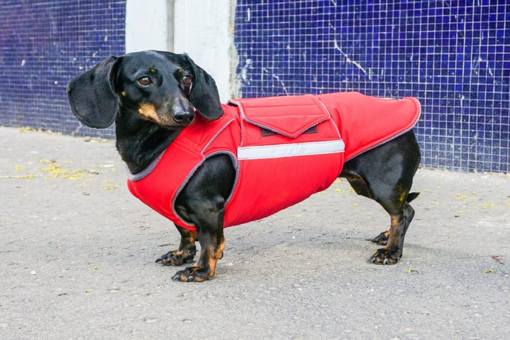 The Importance Of Dog Coats for Dachshunds