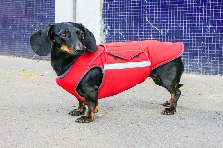 The Importance Of Dog Coats for Dachshunds