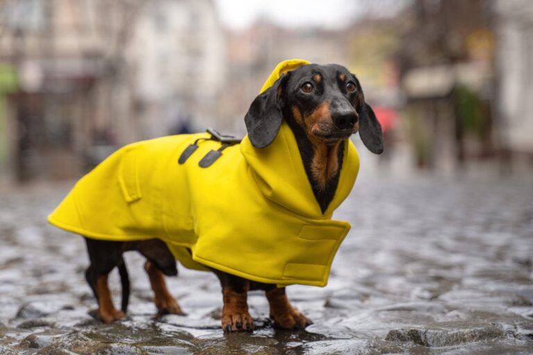 All You Have To Know About The Dachshund Jacket