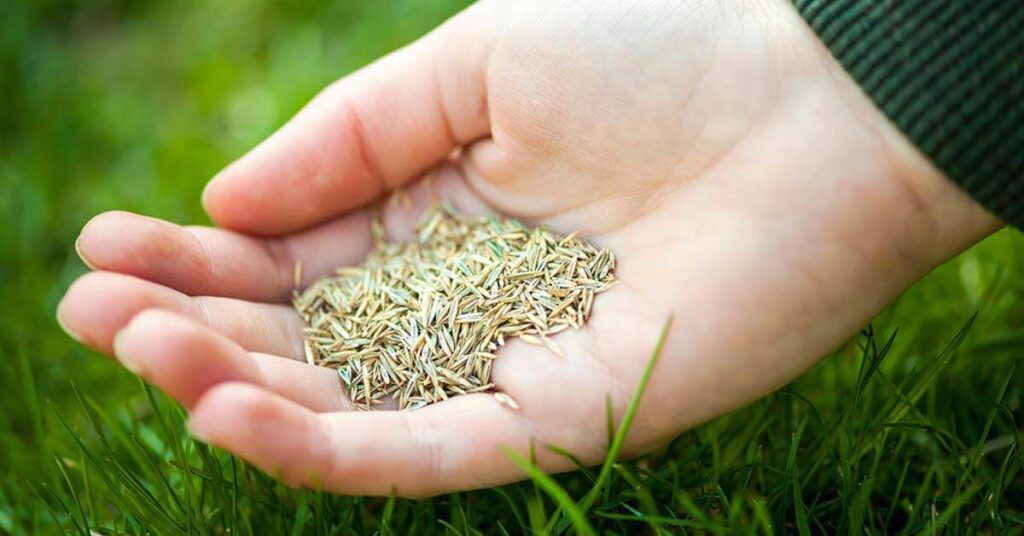 Advantages Of Grass Seed Mixtures