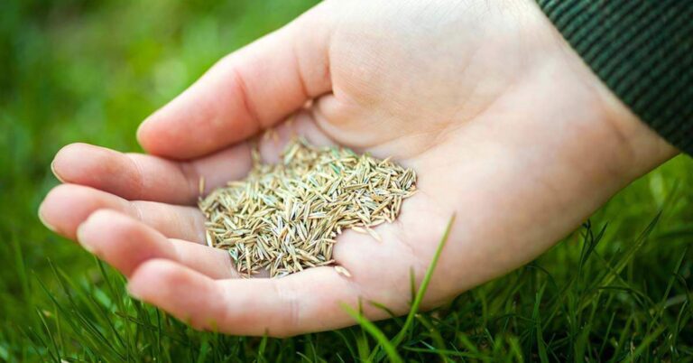 Advantages Of Grass Seed Mixtures