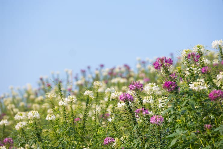 Wild Flowers – What You Should Know