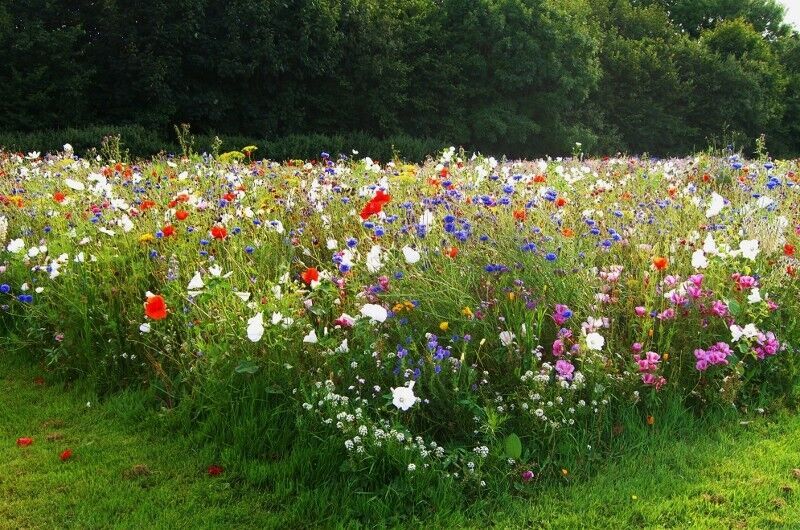 Thorough Analysis On The Meadow Seeds