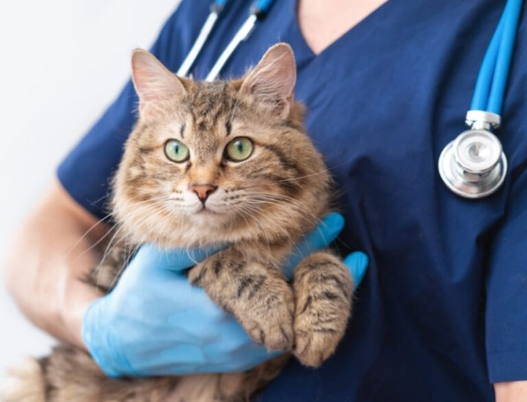 Cat Dewormer – What Every Individual Should Consider