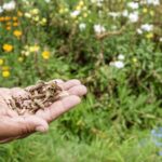 wild grass seed uk