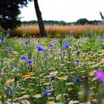 Bulk Wildflower Seeds Services – What You Must Know