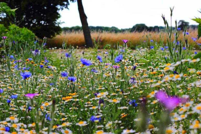 Bulk Wildflower Seeds Services – What You Must Know