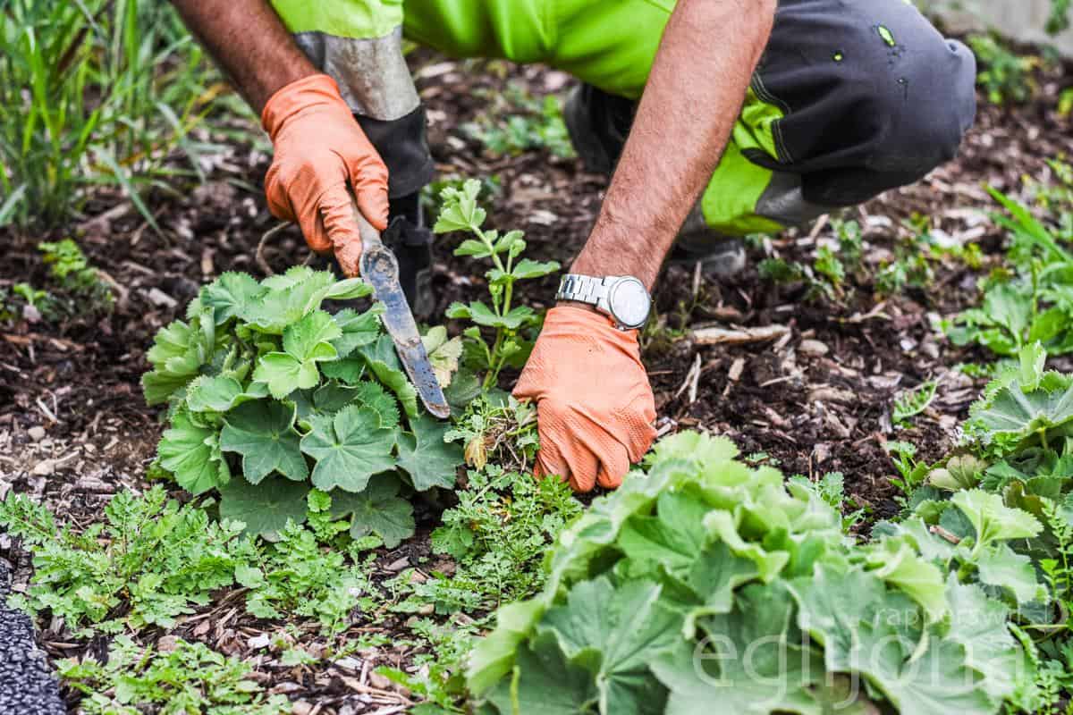 Great Things About Creative Gardening Solutions