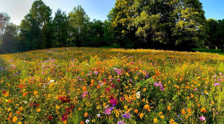 In-Depth Study On The Premium Wildflower Mix